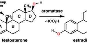 Conversion of Testosterone to Estrogen