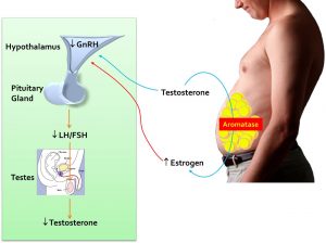Aromatase converts testosterone to estradiol in men causing reduced testosterone production